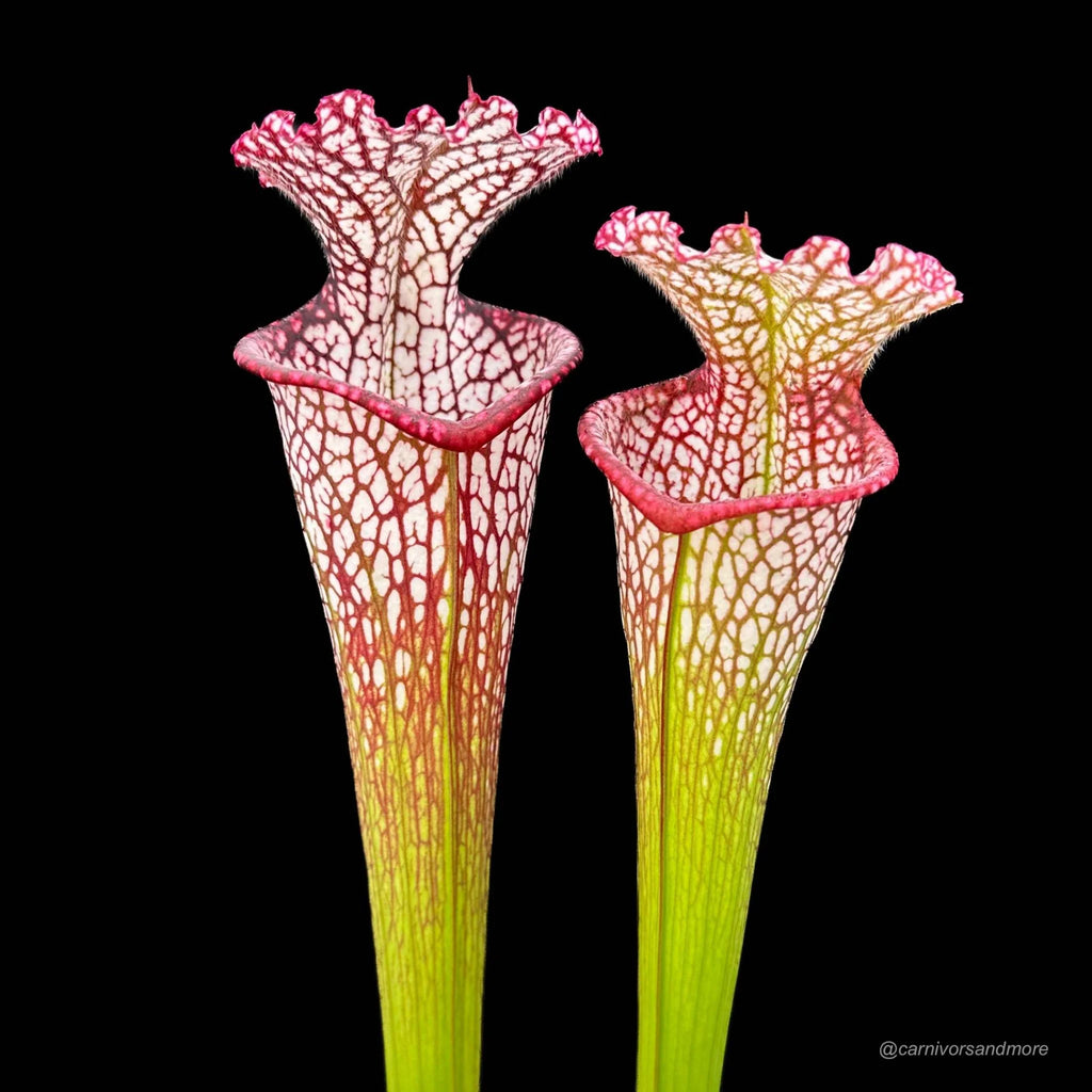 Sarracenia leucophylla, ex M. Srba, Cerv Duris x Yellow River 大森食虫植物農園