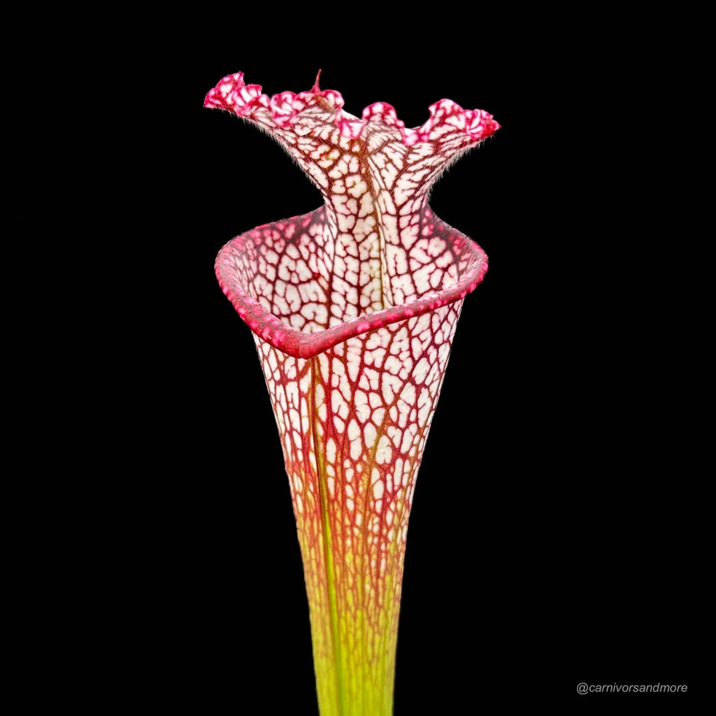 Sarracenia leucophylla, ex M. Srba, Cerv Duris x Yellow River 大森食虫植物農園