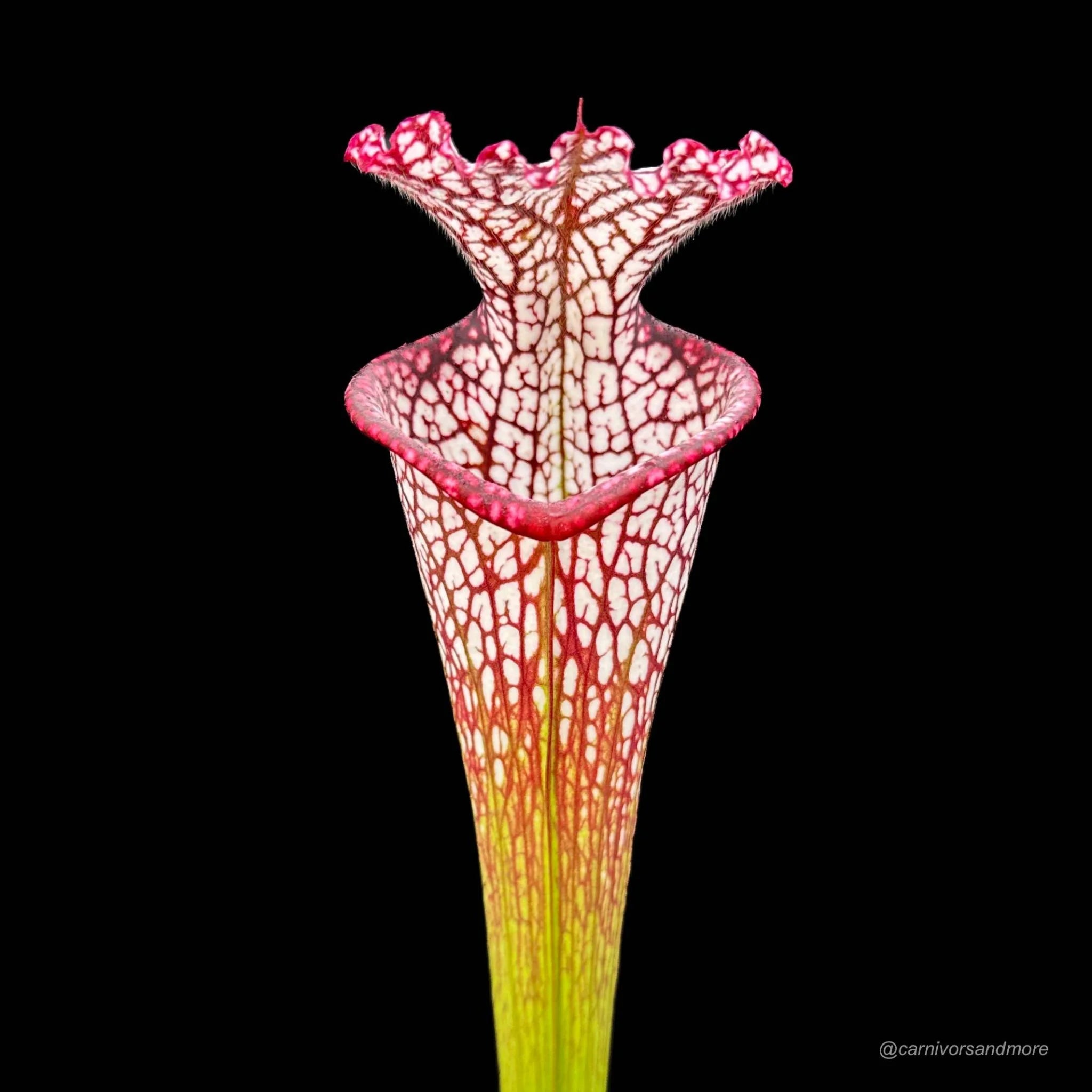 Sarracenia leucophylla, ex M. Srba, Cerv Duris x Yellow River 大森食虫植物農園