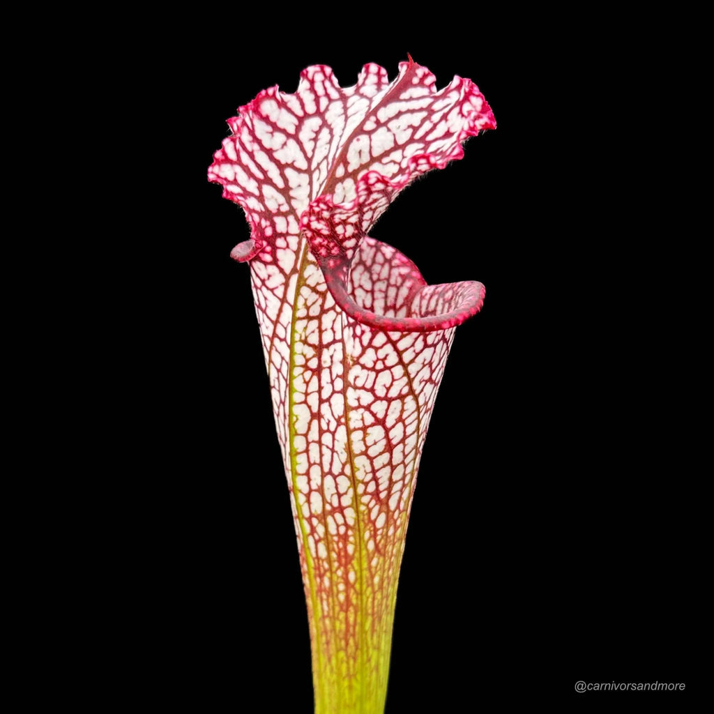Sarracenia leucophylla, ex M. Srba, Cerv Duris x Yellow River 大森食虫植物農園
