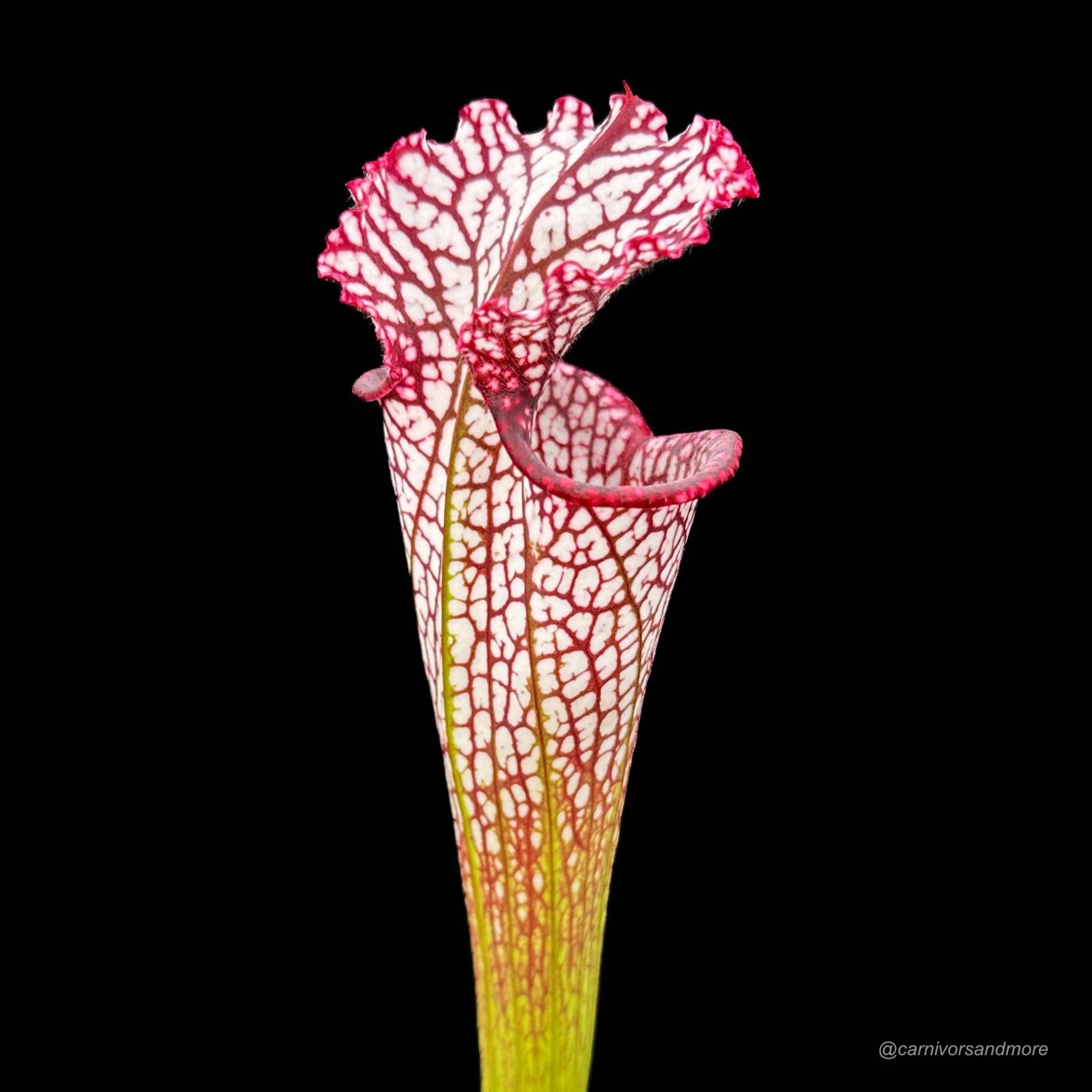 Sarracenia leucophylla, ex M. Srba, Cerv Duris x Yellow River 大森食虫植物農園