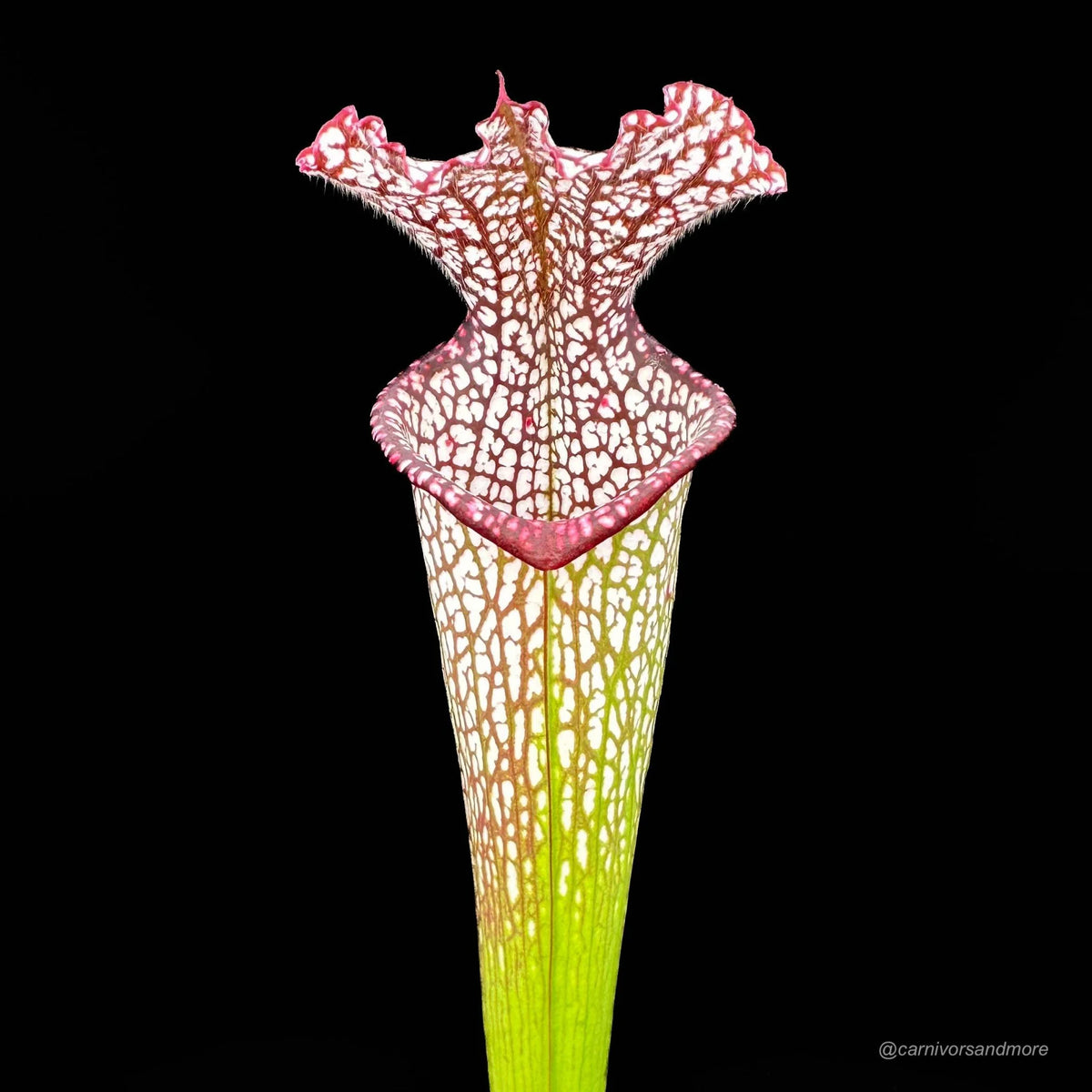 Sarracenia leucophylla, ex M. Srba, Cerv Duris x Yellow River 大森食虫植物農園