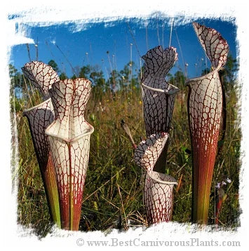 Sarracenia leucophylla {mix of different forms} [BCP ID# S266] (20粒の種子) 大森食虫植物農園