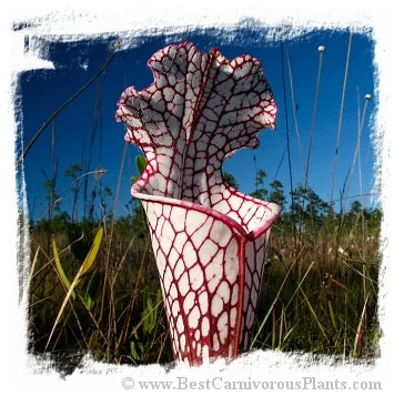 Sarracenia leucophylla {mix of different forms} [BCP ID# S266] (20粒の種子) 大森食虫植物農園