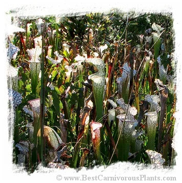Sarracenia leucophylla {mix of different forms} [BCP ID# S266] (20粒の種子) 大森食虫植物農園