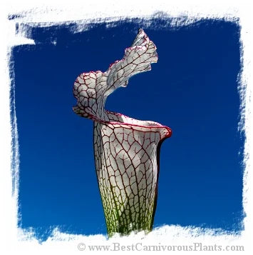 Sarracenia leucophylla {mix of different forms} [BCP ID# S266] (20粒の種子) 大森食虫植物農園
