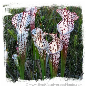 Sarracenia leucophylla {red forms mix} [BCP ID# S281] (20粒の種子) 大森食虫植物農園