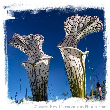 Sarracenia leucophylla {red forms mix} [BCP ID# S281] (20粒の種子) 大森食虫植物農園
