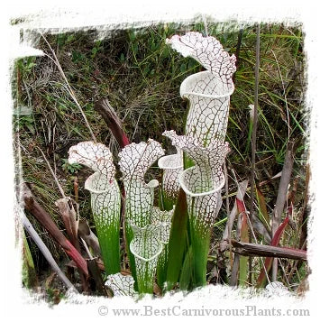 Sarracenia leucophylla var. alba {mix of different forms} [BCP ID# S265] (20粒の種子) 大森食虫植物農園