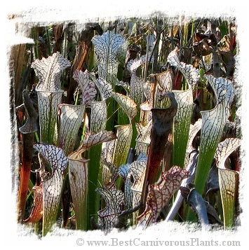 Sarracenia leucophylla var. alba {mix of different forms} [BCP ID# S265] (20粒の種子) 大森食虫植物農園