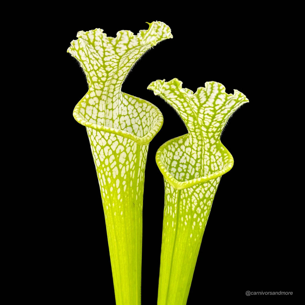 Sarracenia leucophylla var. viridescens (heterophylla), MK L 46, 40 cm 大森食虫植物農園