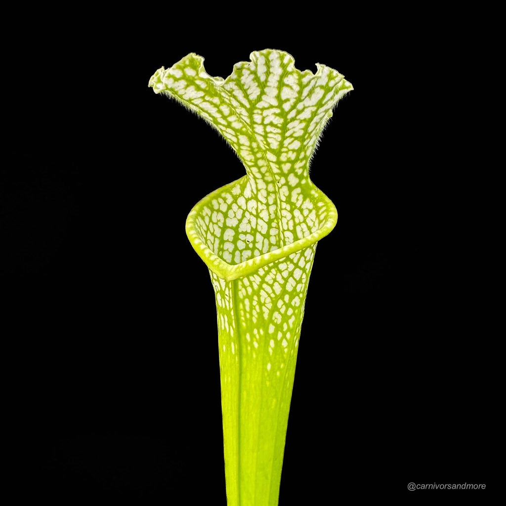 Sarracenia leucophylla var. viridescens (heterophylla), MK L 46, 40 cm 大森食虫植物農園