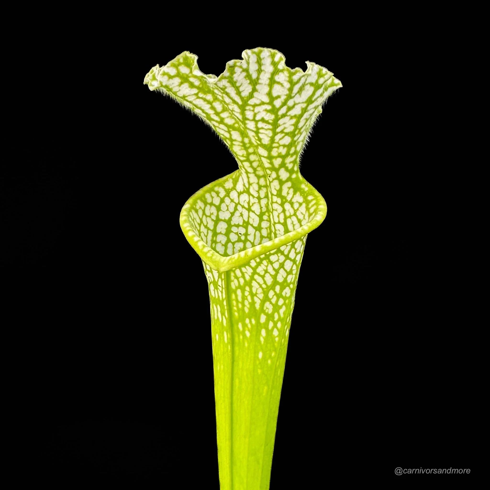 Sarracenia leucophylla var. viridescens (heterophylla), MK L 46, 40 cm 大森食虫植物農園