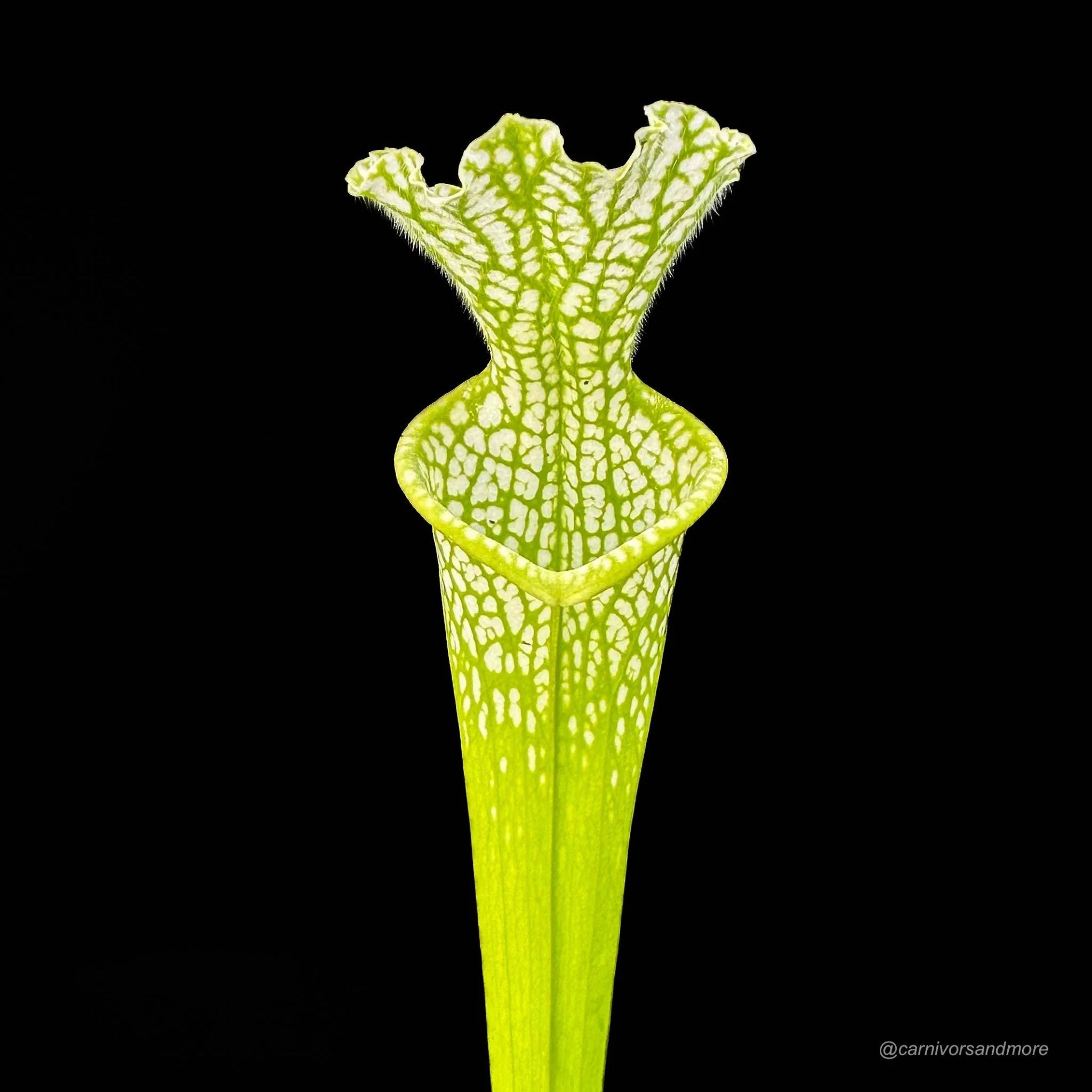 Sarracenia leucophylla var. viridescens (heterophylla), MK L 46, 40 cm 大森食虫植物農園