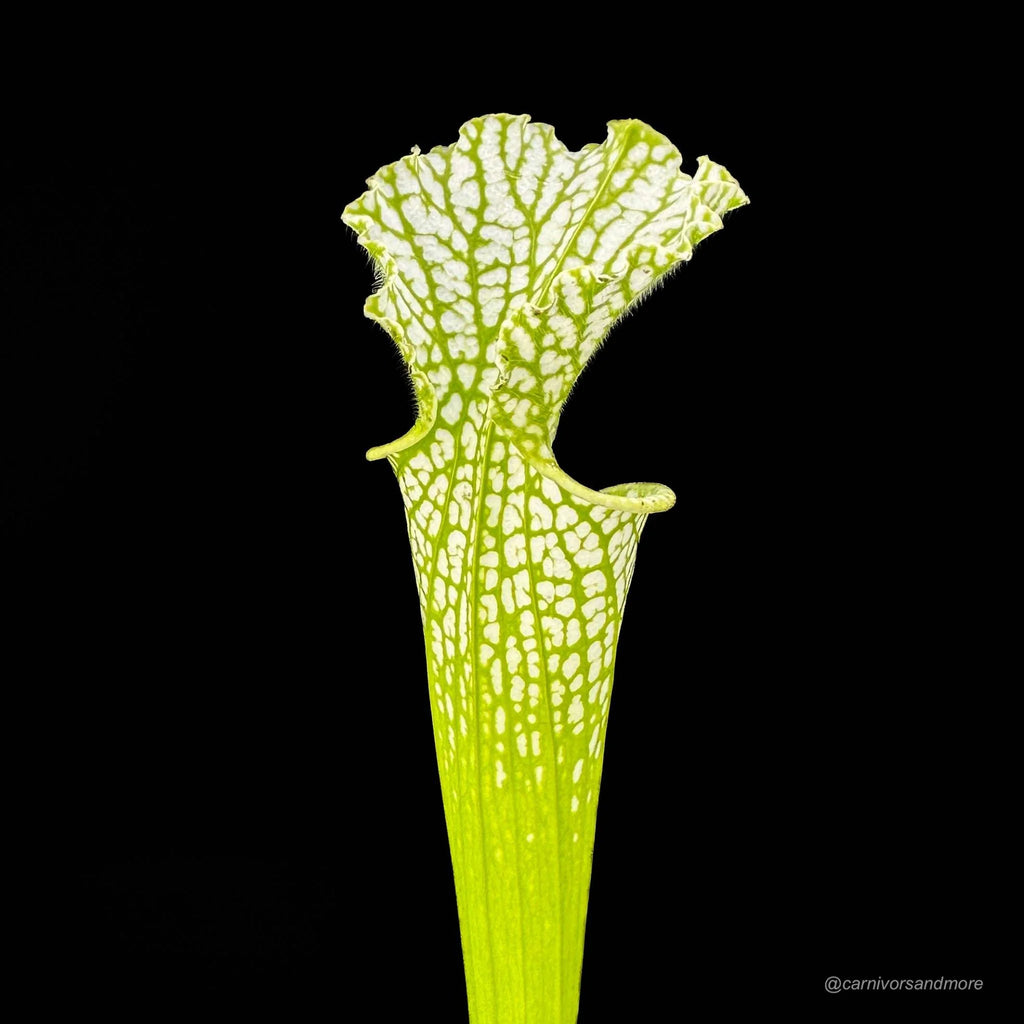 Sarracenia leucophylla var. viridescens (heterophylla), MK L 46, 40 cm 大森食虫植物農園