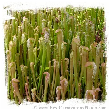 Sarracenia minor (20粒の種子) [BCP ID# S262] 大森食虫植物農園