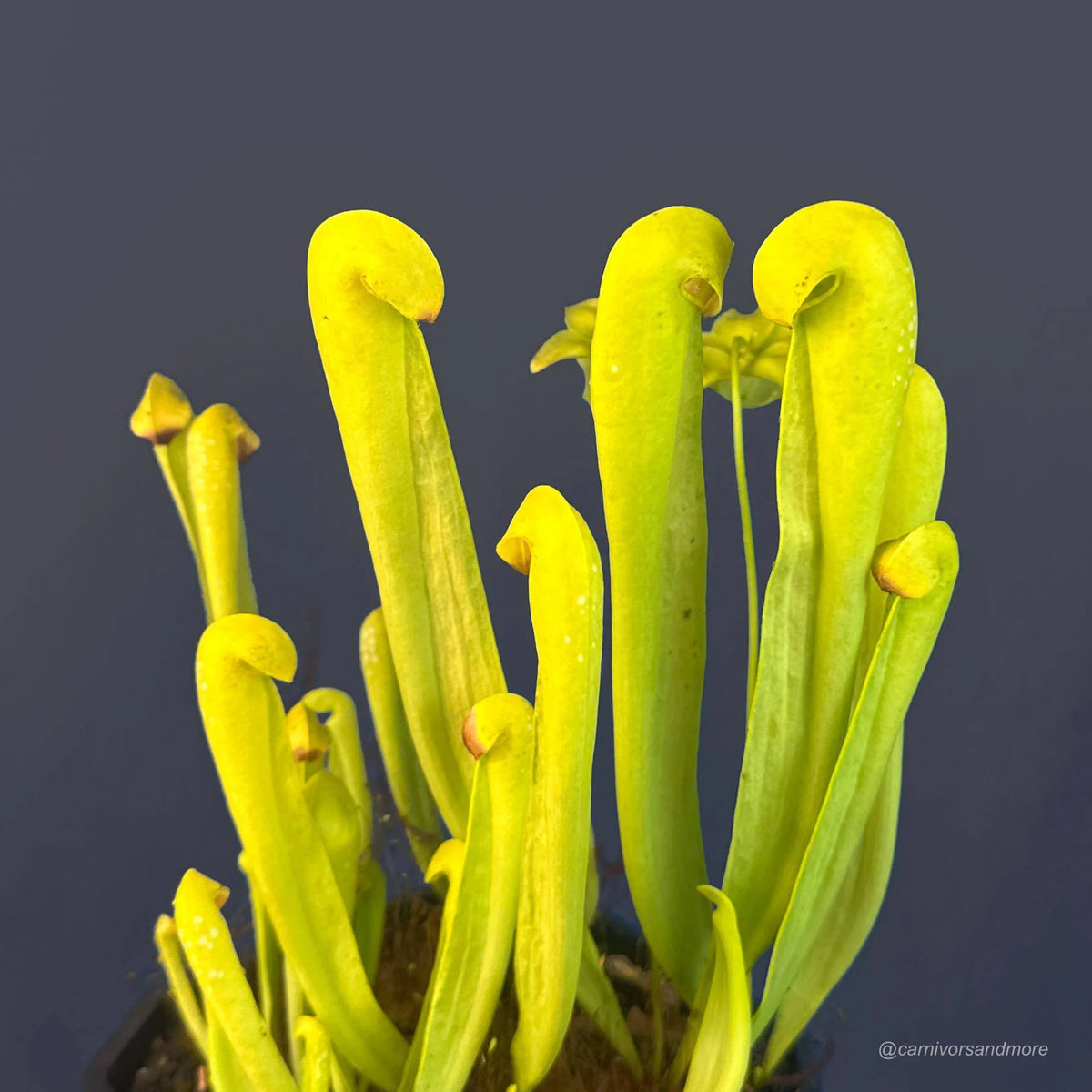 Sarracenia minor var. minor f. viridescens, Clone 1, MK M 31A 大森食虫植物農園