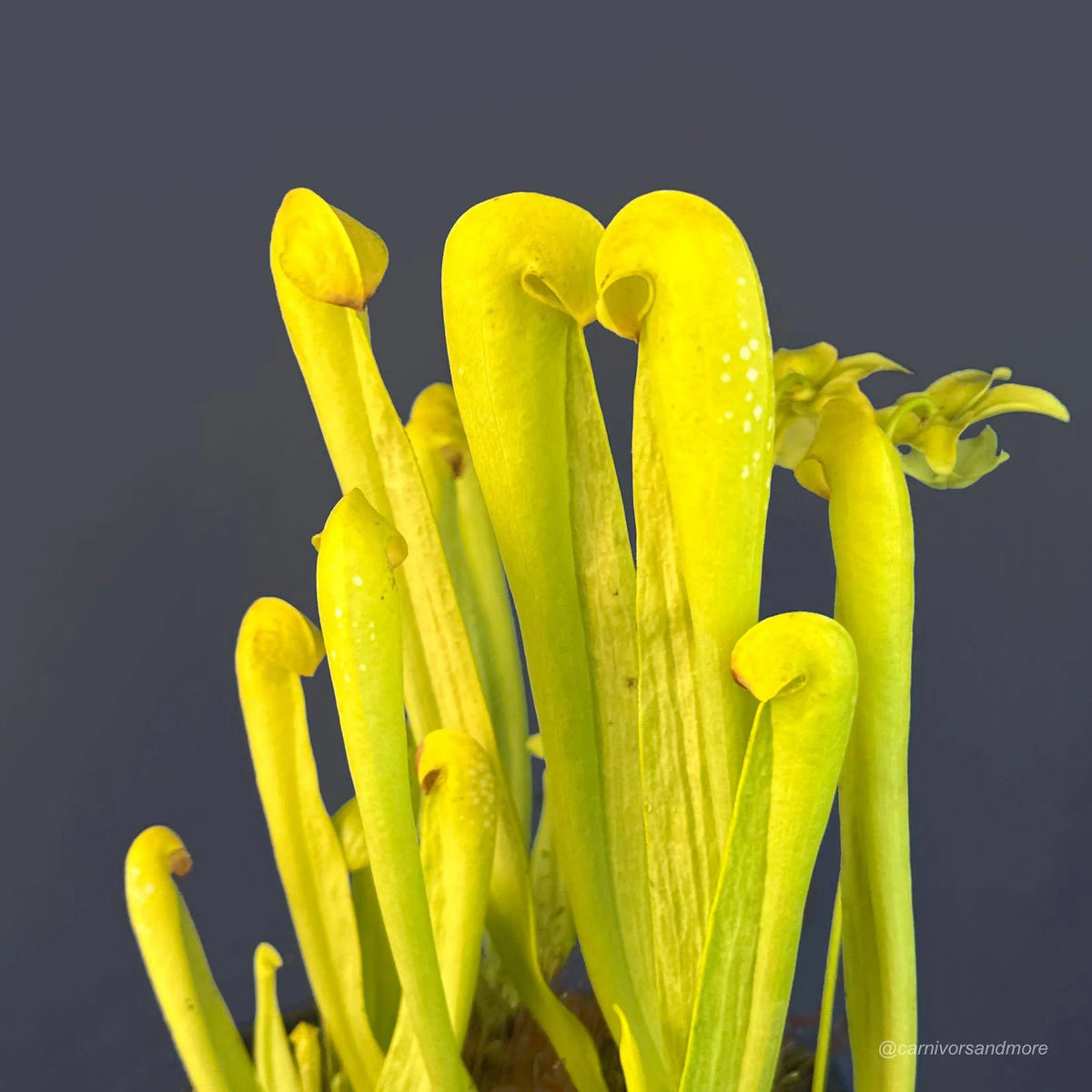 Sarracenia minor var. minor f. viridescens, Clone 1, MK M 31A 大森食虫植物農園