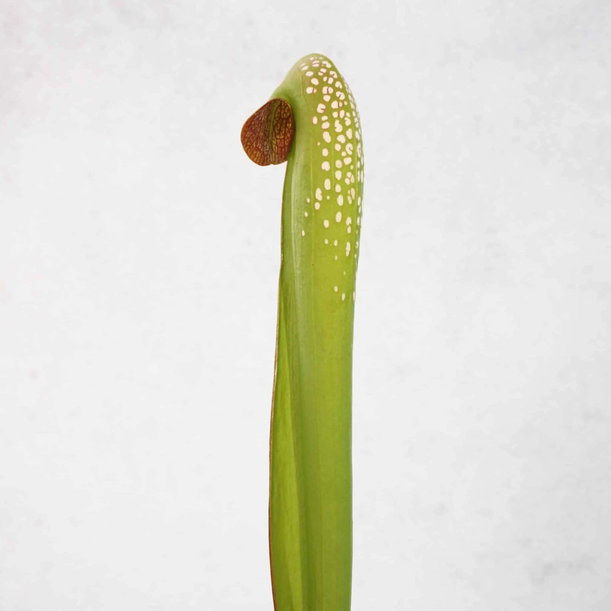 Sarracenia minor var. okefenokeensis, Chesser Island, Kp 25/2 or Kp 25/1 大森食虫植物農園