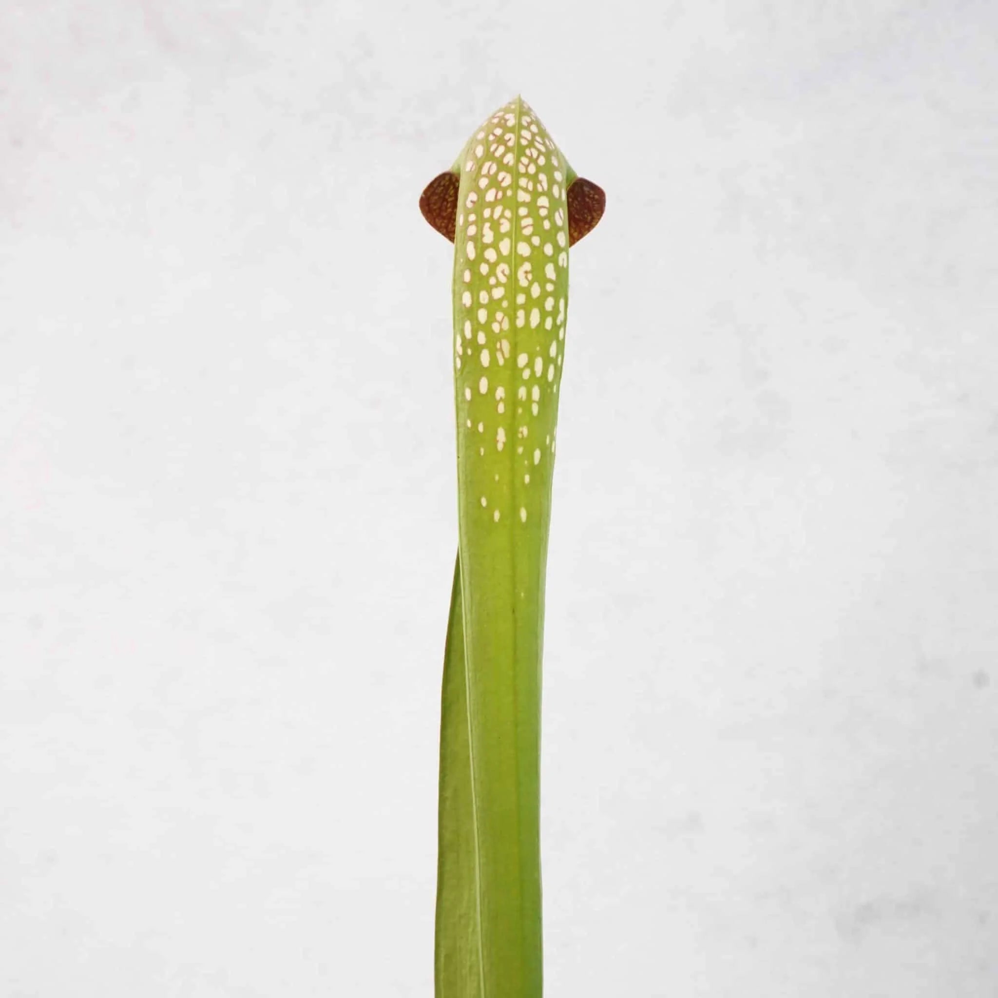 Sarracenia minor var. okefenokeensis, Chesser Island, Kp 25/2 or Kp 25/1 大森食虫植物農園