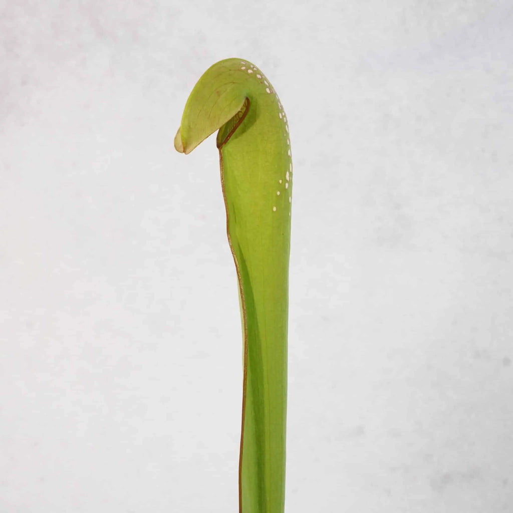 Sarracenia minor var. okefenokeensis, Chesser Island, Kp 25/2 or Kp 25/1 大森食虫植物農園