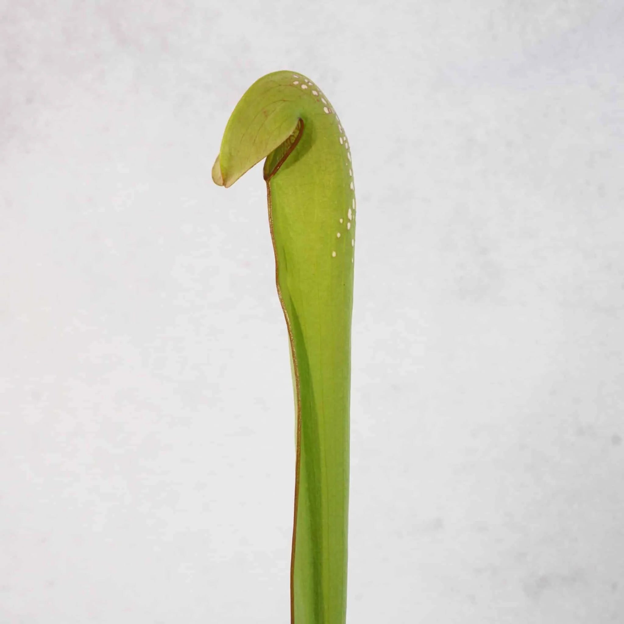 Sarracenia minor var. okefenokeensis, Chesser Island, Kp 25/2 or Kp 25/1 大森食虫植物農園