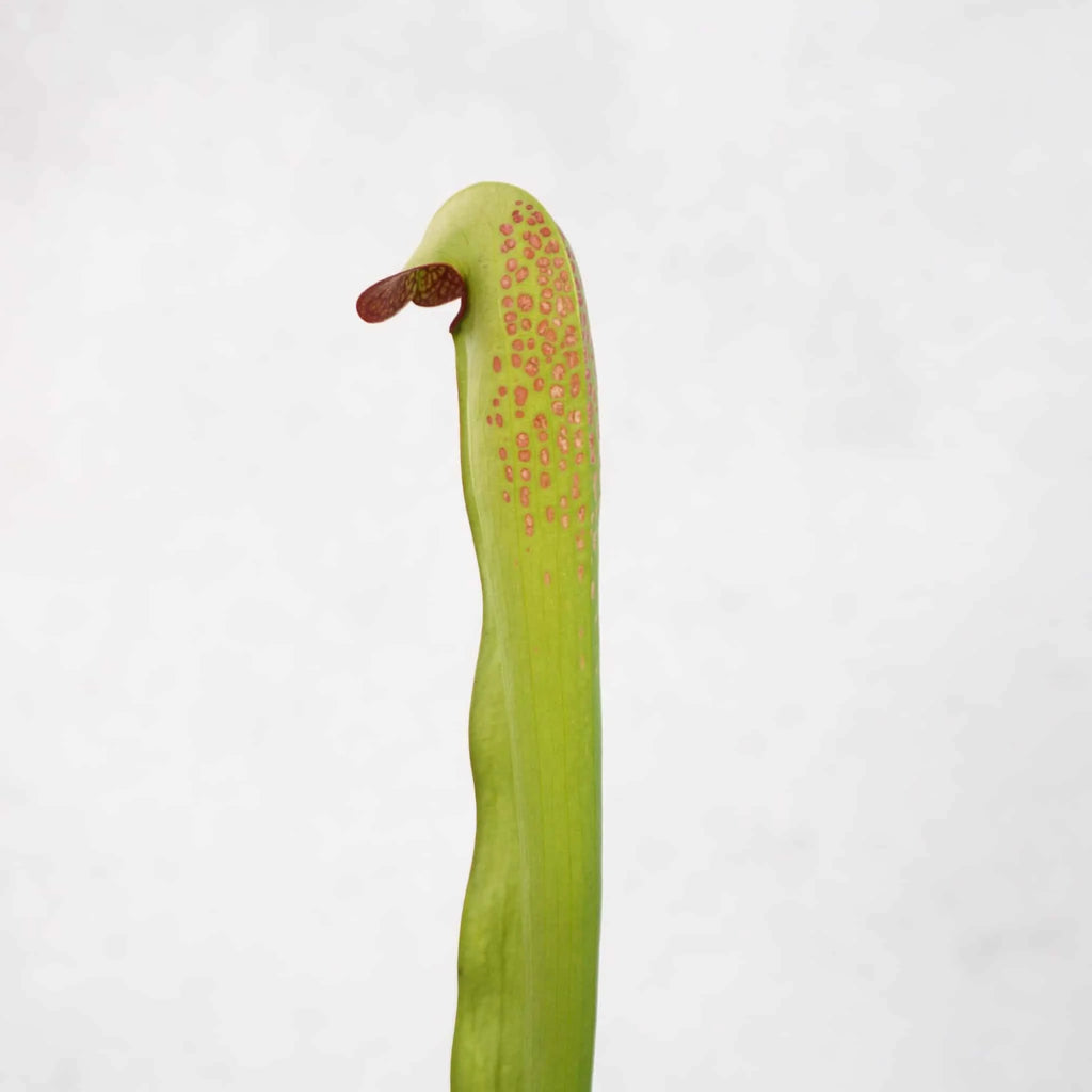 Sarracenia minor var. okefenokeensis „Red Eyes“, seedgrown plants, 30cm 大森食虫植物農園