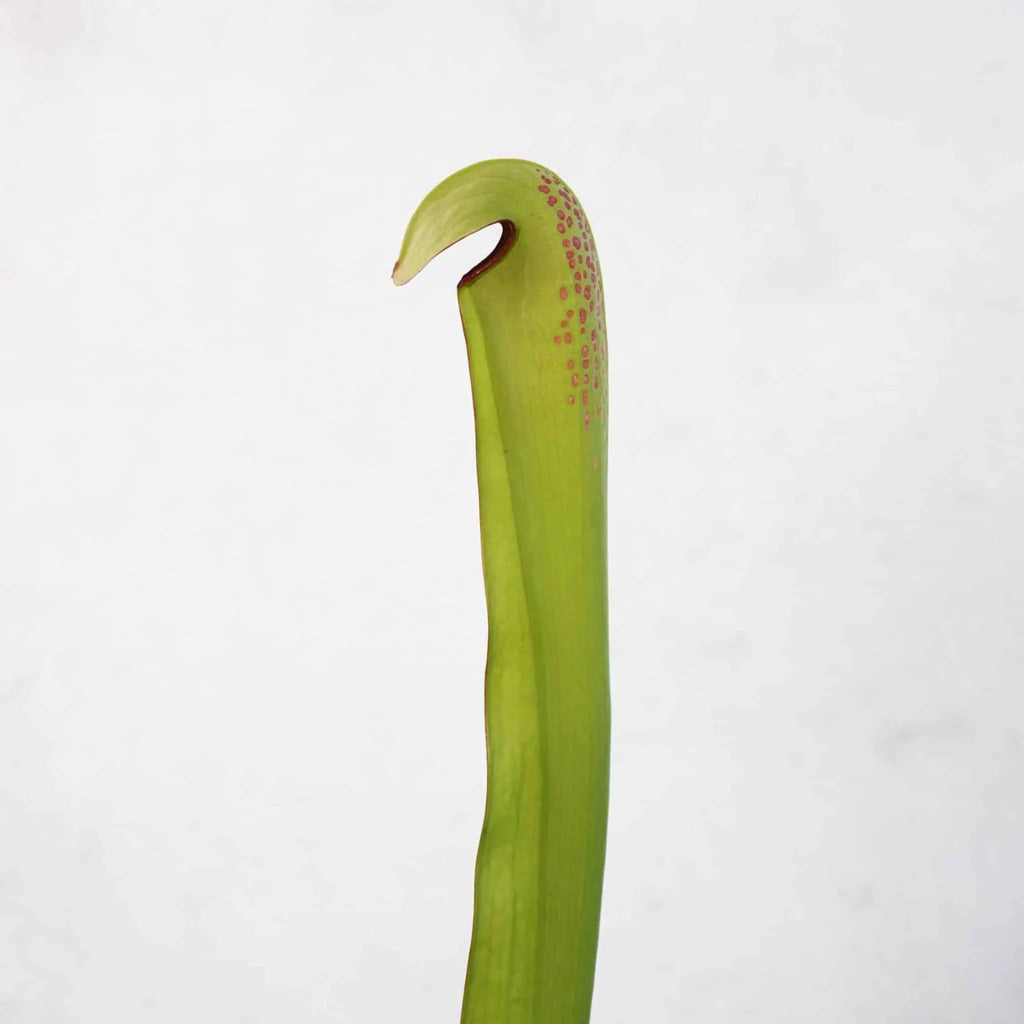 Sarracenia minor var. okefenokeensis „Red Eyes“, seedgrown plants, 30cm 大森食虫植物農園