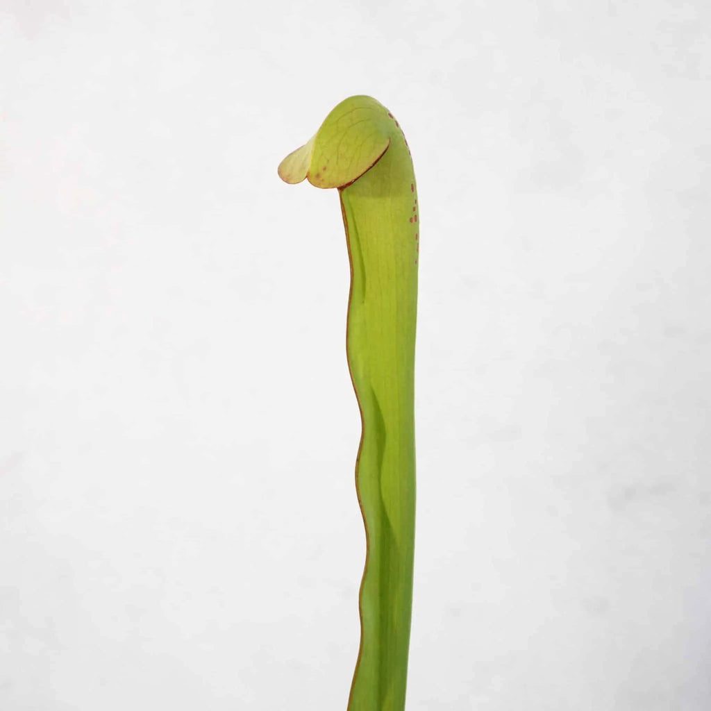 Sarracenia minor var. okefenokeensis „Red Eyes“, seedgrown plants, 30cm 大森食虫植物農園