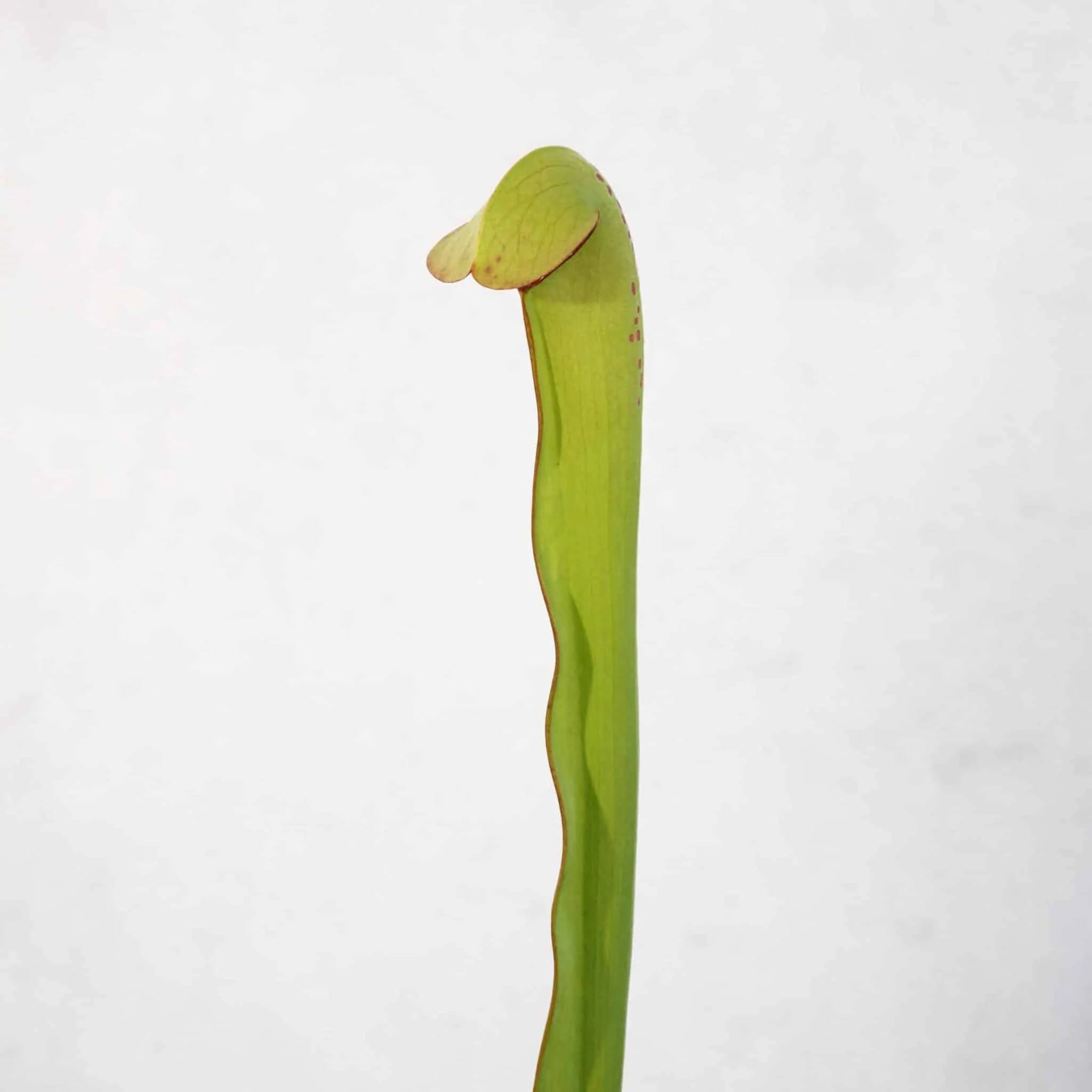 Sarracenia minor var. okefenokeensis „Red Eyes“, seedgrown plants, 30cm 大森食虫植物農園
