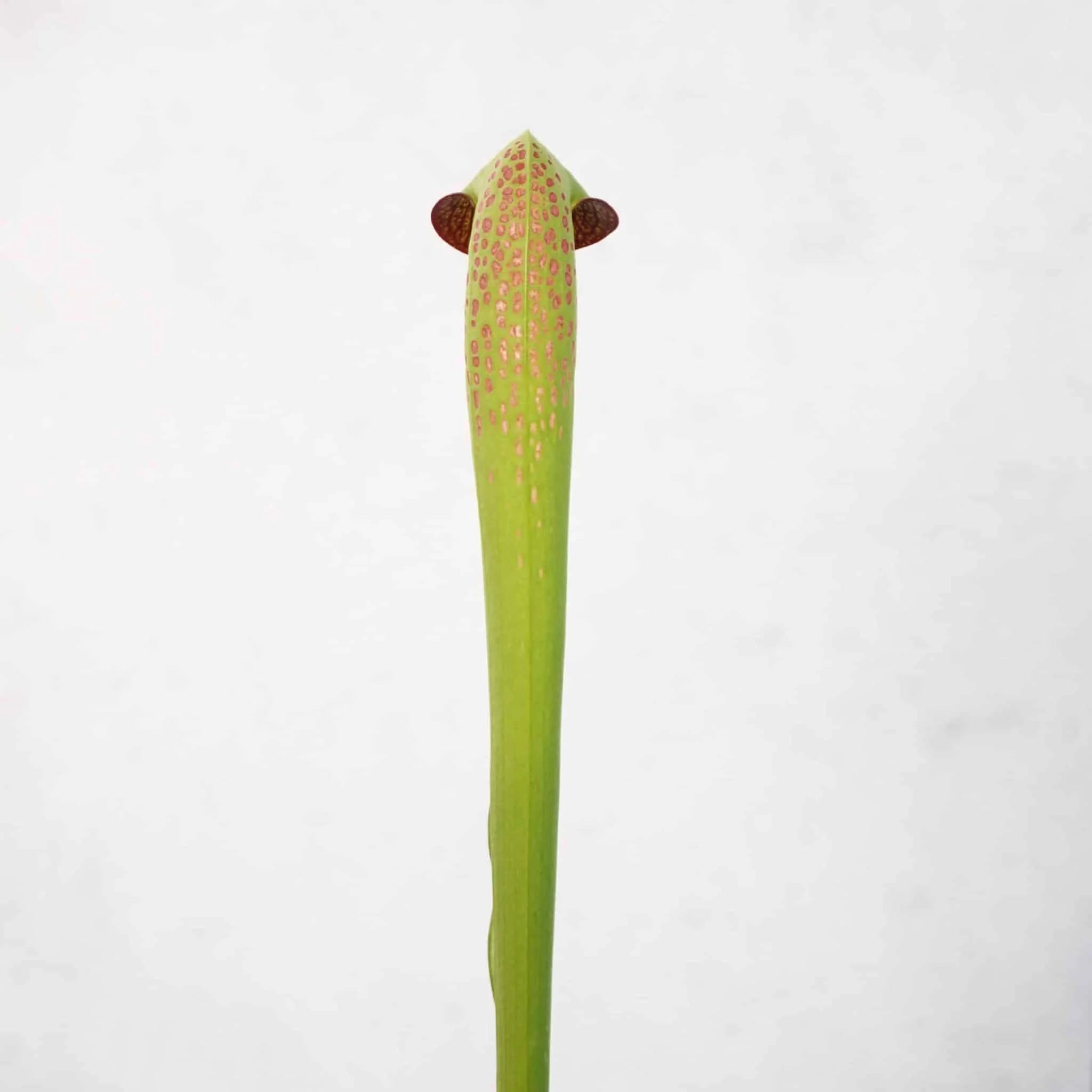 Sarracenia minor var. okefenokeensis „Red Eyes“, seedgrown plants, 30cm 大森食虫植物農園