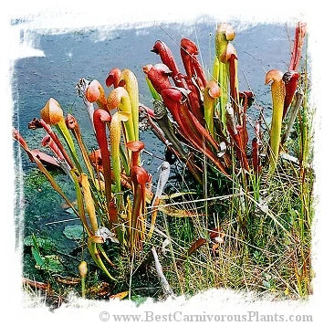 Sarracenia minor var. okefenokeensis {Ware Co., Georgia, USA} [BCP ID# R-6M, S203] (15粒の種子) 大森食虫植物農園