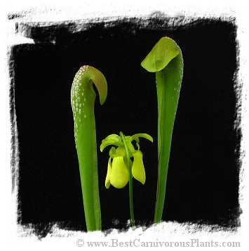 Sarracenia minor var. okefenokeensis {Ware Co., Georgia, USA} [BCP ID# R-6M, S203] (15粒の種子) 大森食虫植物農園