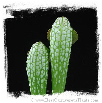 Sarracenia minor var. okefenokeensis {Ware Co., Georgia, USA} [BCP ID# R-6M, S203] (15粒の種子) 大森食虫植物農園