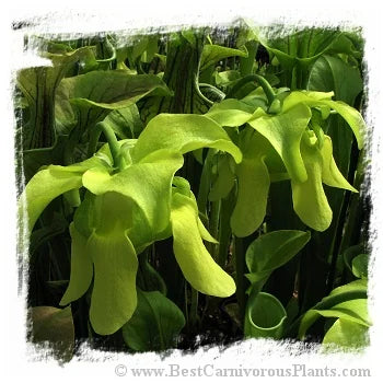 Sarracenia oreophila {Boaz Pond, Marshall Co., Alabama, USA} [BCP ID# S236] (20粒の種子) 大森食虫植物農園