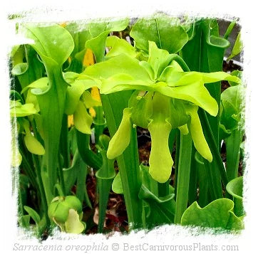Sarracenia oreophila {De Kalb Co., AL, USA} [BCP ID# R-S8A] / 1株の苗, サイズ 10-30 cm 大森食虫植物農園