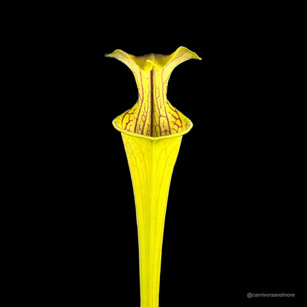 Sarracenia oreophila „Giant“ 大森食虫植物農園