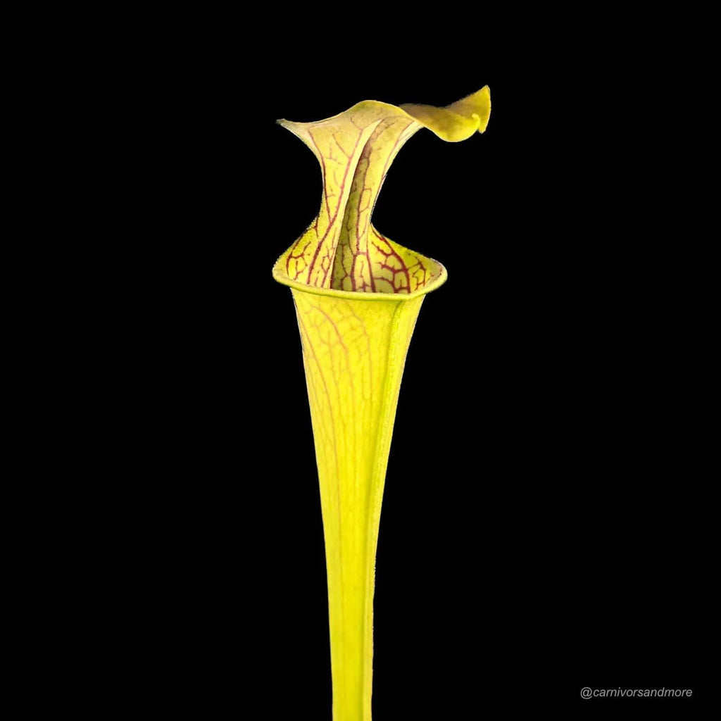 Sarracenia oreophila „Giant“ 大森食虫植物農園