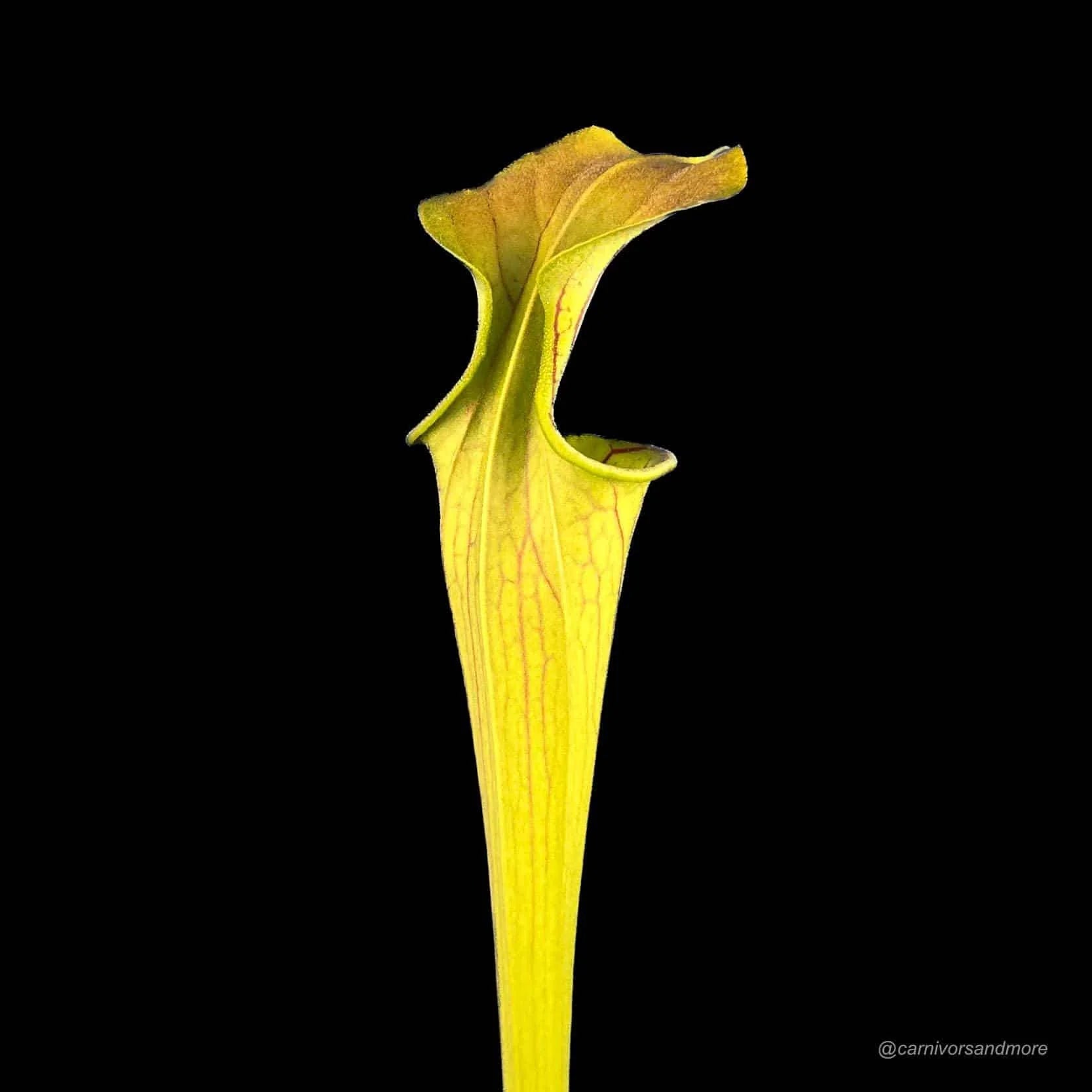 Sarracenia oreophila „Giant“ 大森食虫植物農園