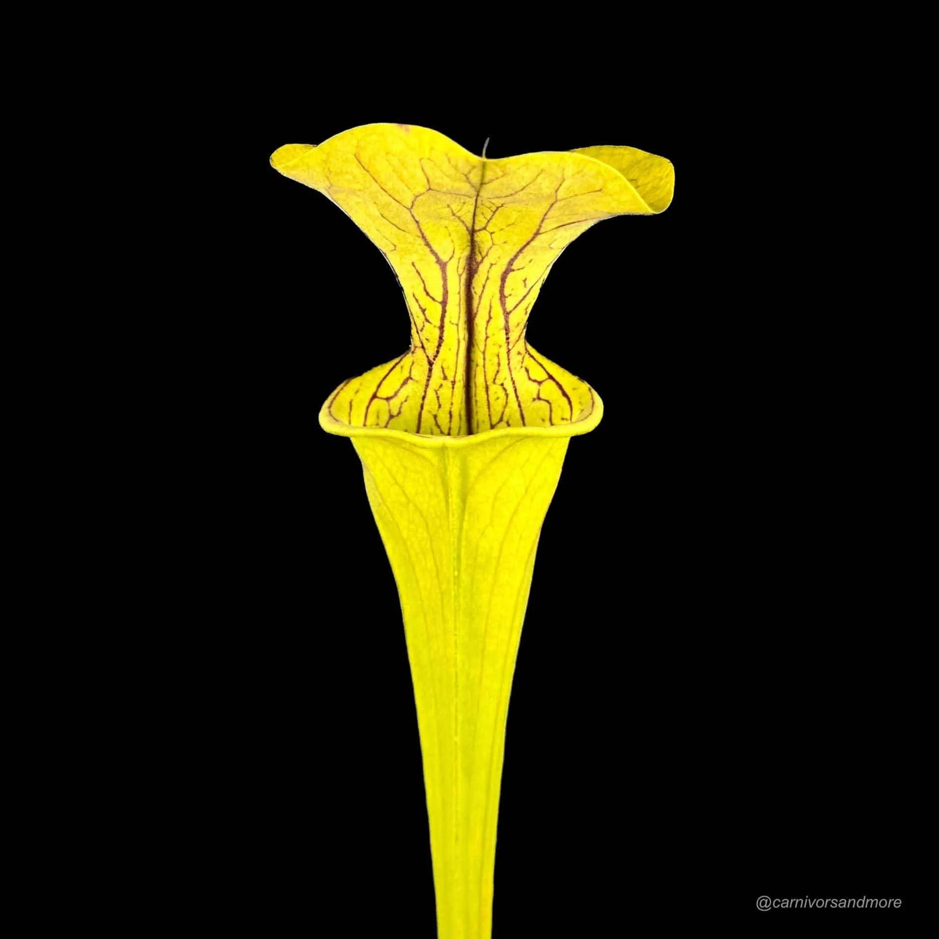 Sarracenia oreophila „Giant“, ex. Nerz 大森食虫植物農園