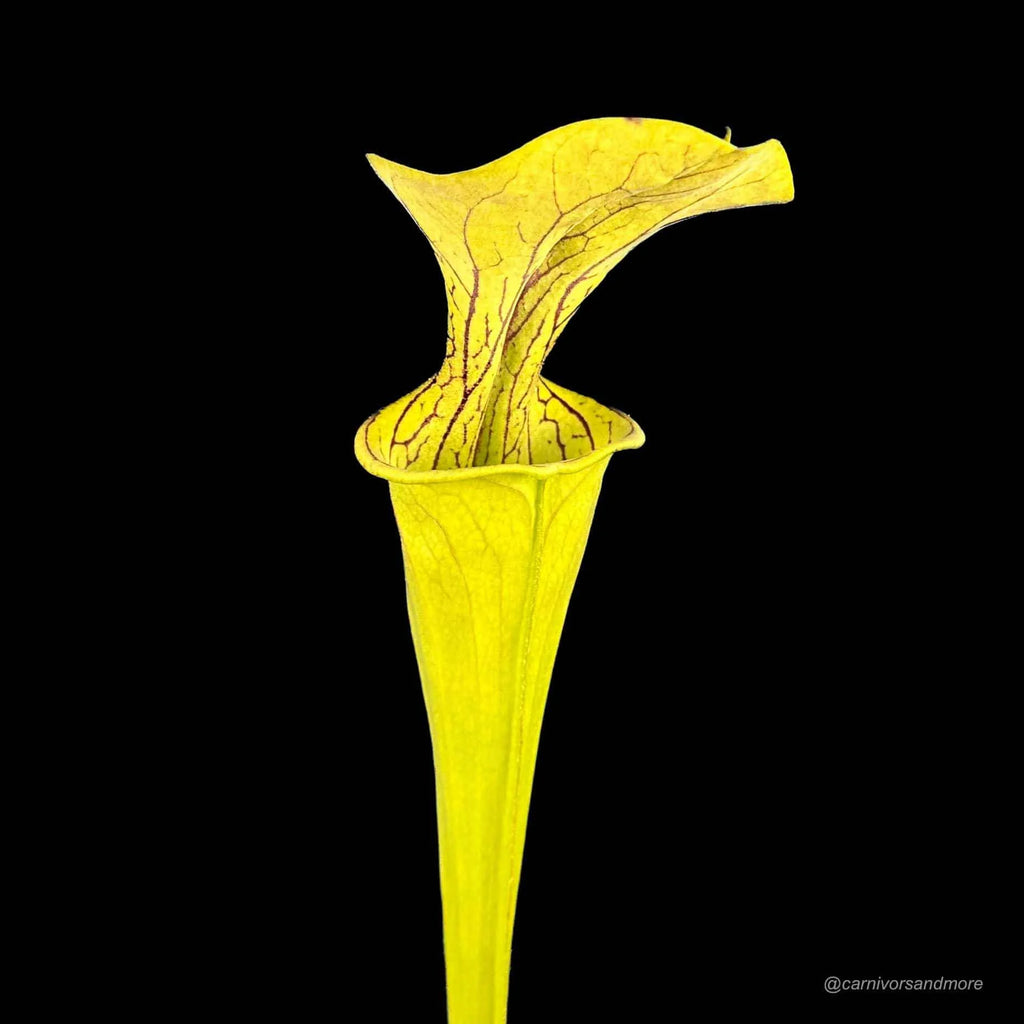 Sarracenia oreophila „Giant“, ex. Nerz 大森食虫植物農園