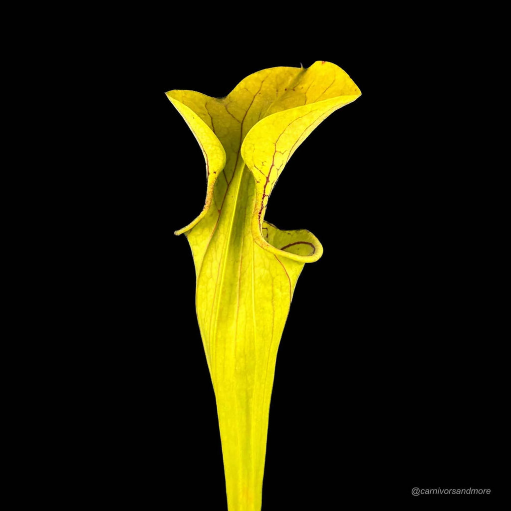 Sarracenia oreophila „Giant“, ex. Nerz 大森食虫植物農園