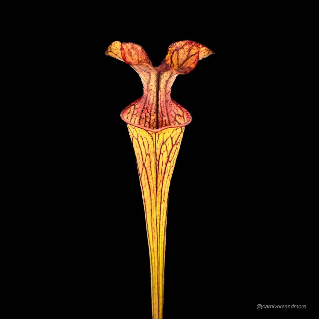 Sarracenia oreophila „Haevy Veined“, Sand Mountain 大森食虫植物農園