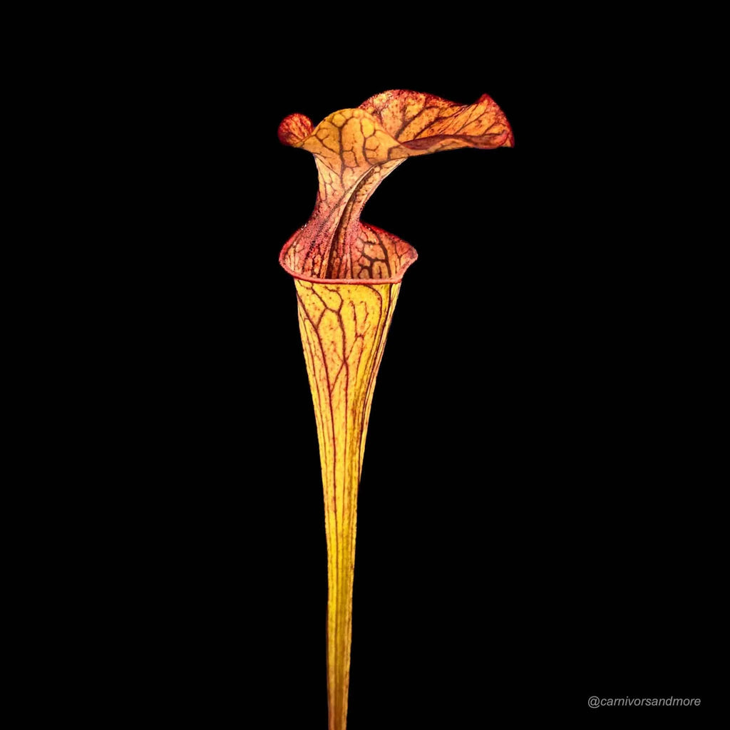 Sarracenia oreophila „Haevy Veined“, Sand Mountain 大森食虫植物農園