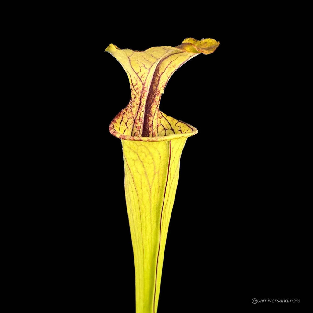 Sarracenia oreophila „Long Lasting Pitchers“ 大森食虫植物農園