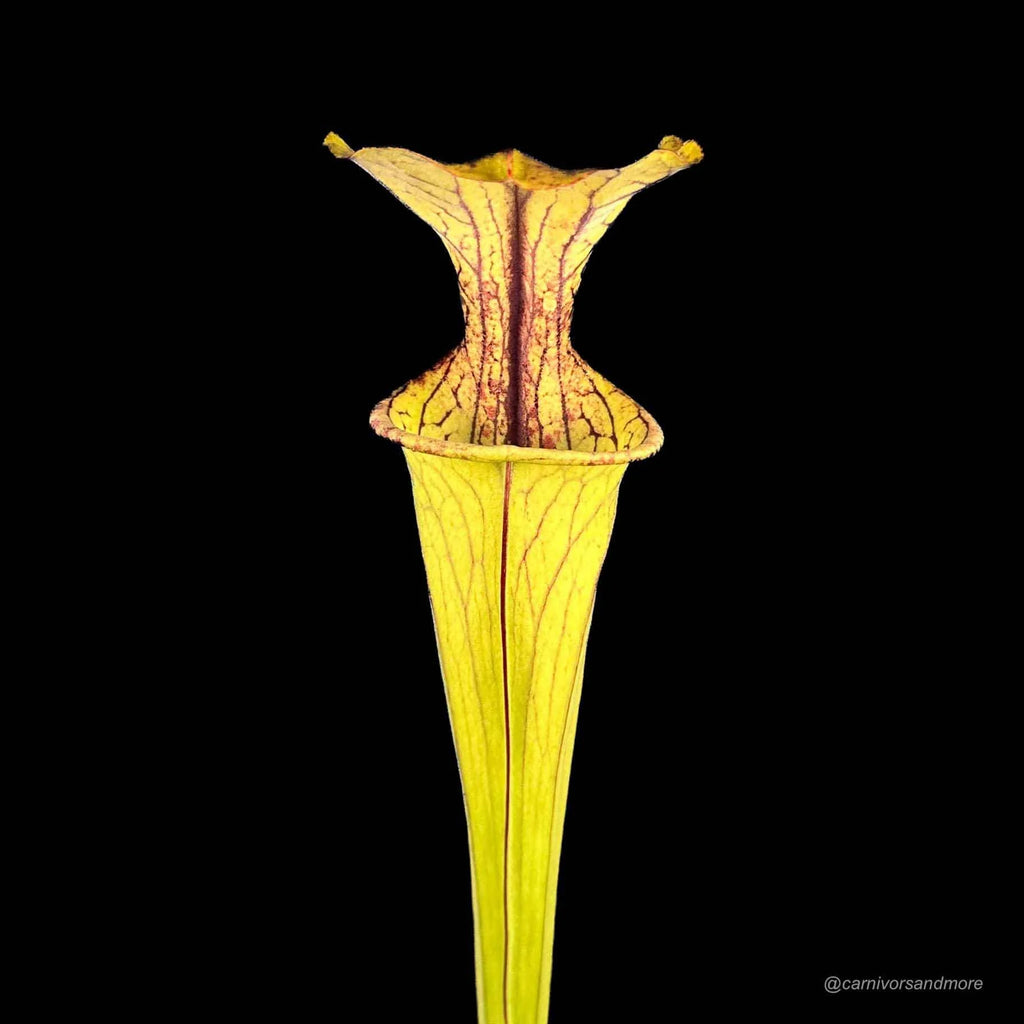 Sarracenia oreophila „Long Lasting Pitchers“ 大森食虫植物農園