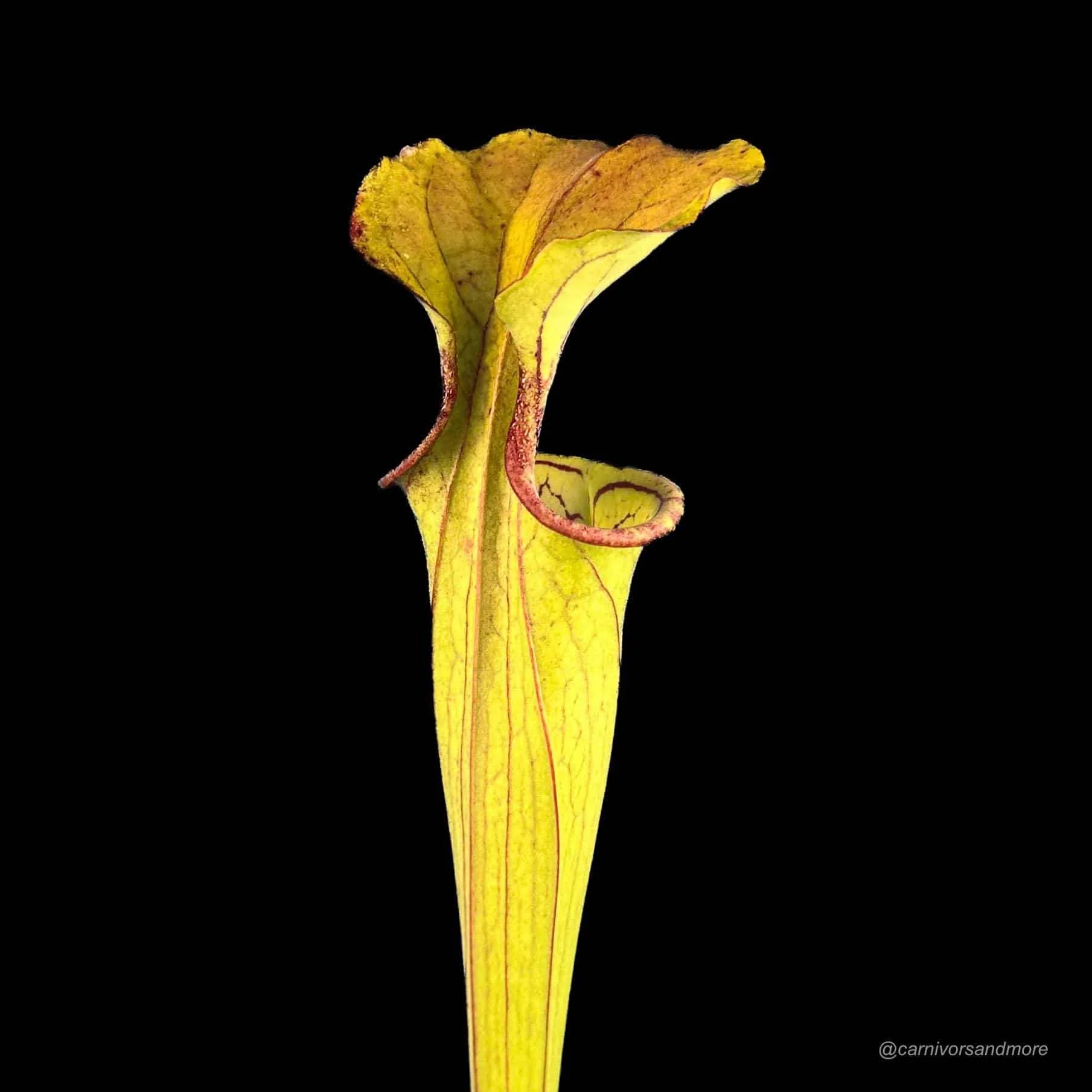 Sarracenia oreophila „Long Lasting Pitchers“ 大森食虫植物農園