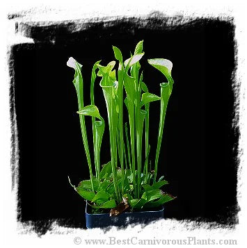 Sarracenia oreophila {Sand Mountains form, Alabama, USA} [BCP ID# O3-2] / 1株の苗, サイズ 15-30 cm 大森食虫植物農園