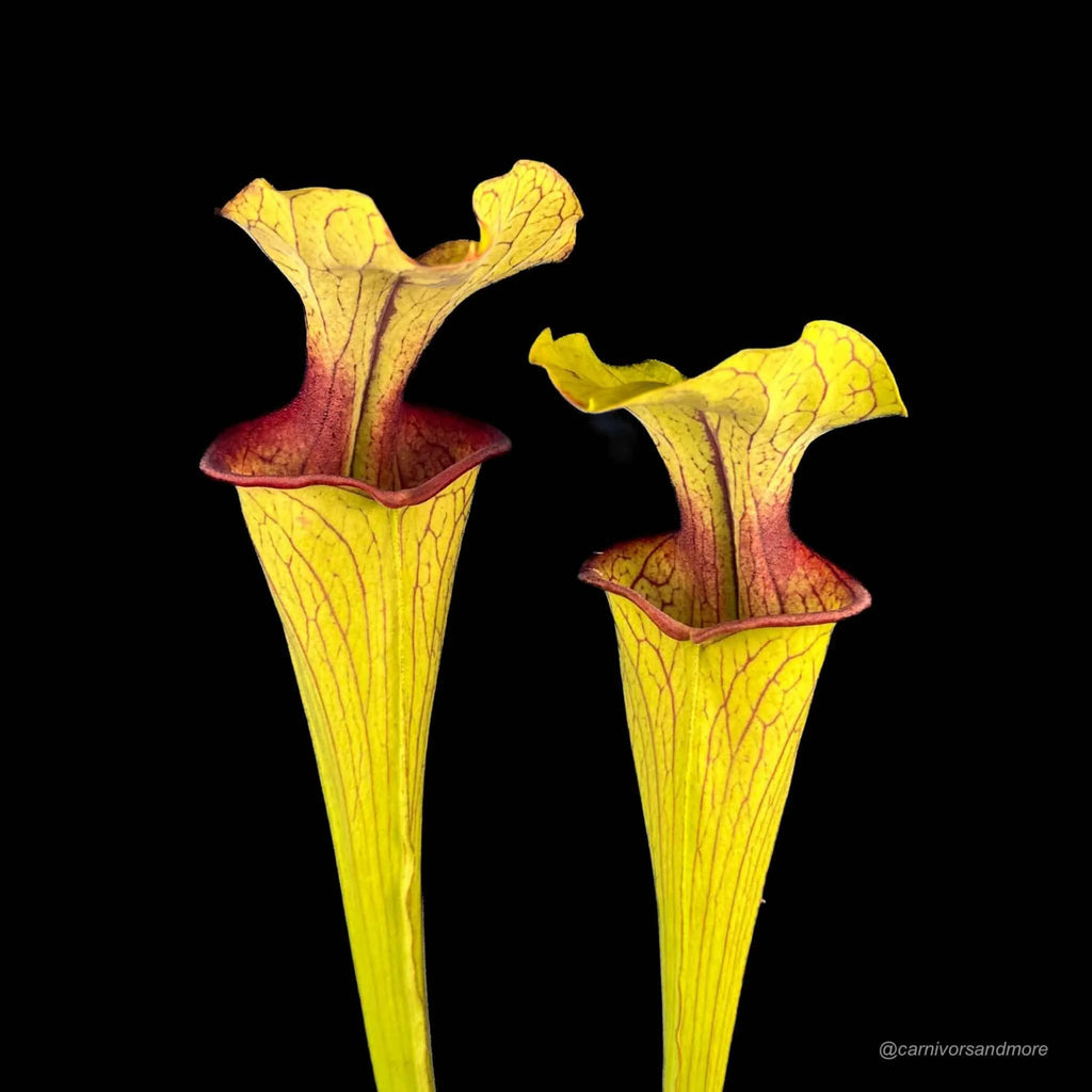 Sarracenia oreophila „Slim Phyllodia“, MK O 15, Clay Co. NC. 大森食虫植物農園