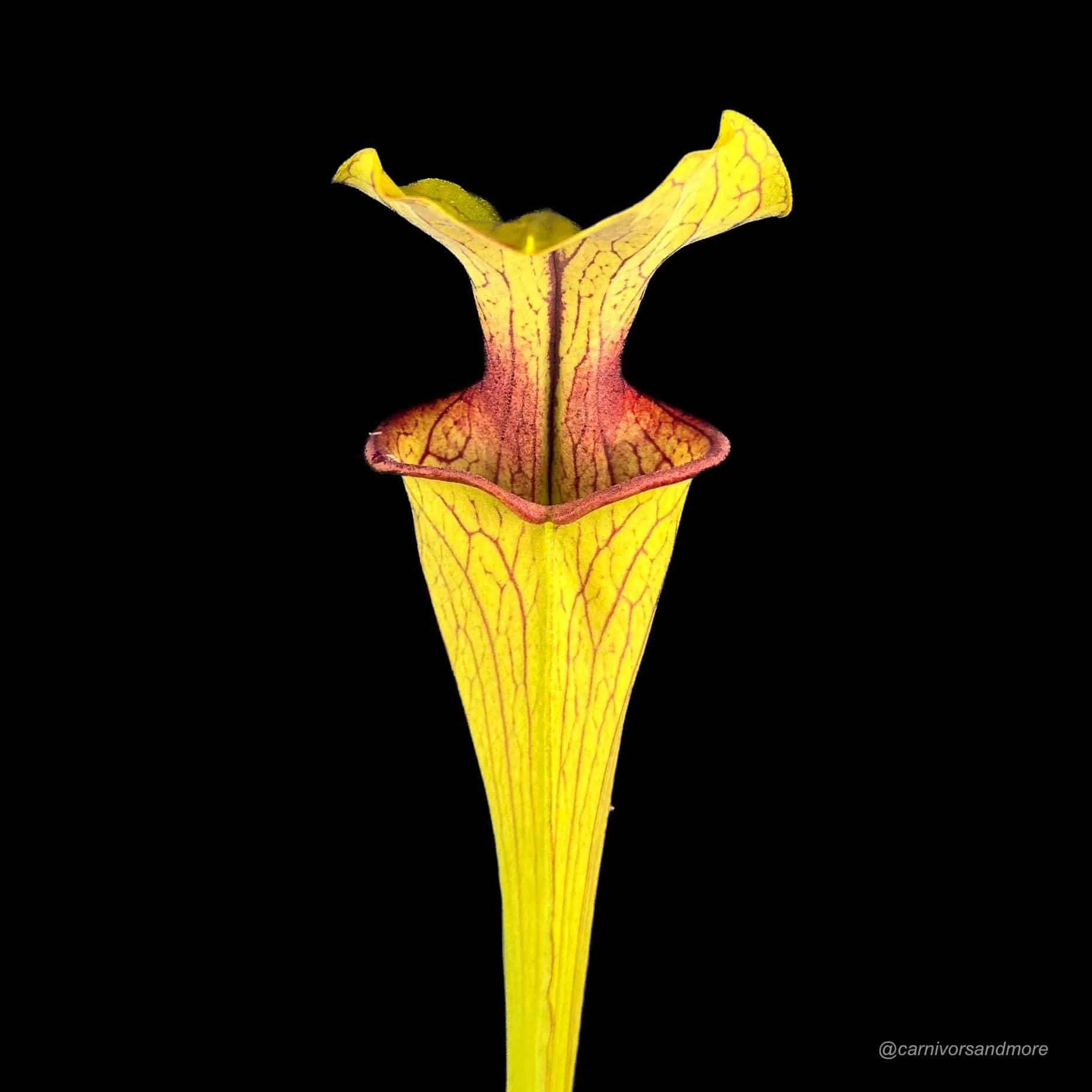 Sarracenia oreophila „Slim Phyllodia“, MK O 15, Clay Co. NC. 大森食虫植物農園